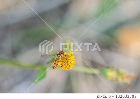 草花の花粉を食べるホソヒラタアブ（オス） 132632588