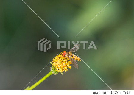 草花の花粉を食べるホソヒラタアブ（オス） 132632591