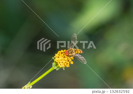 草花の花粉を食べるホソヒラタアブ（オス） 132632592