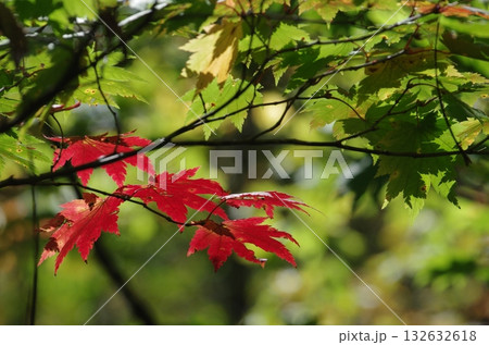 杉ノ原ゴンドラ山頂付近の紅葉 132632618