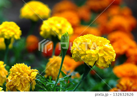 鮮やかなマリーゴールド 132632626