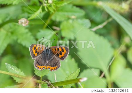葉の上に止まるベニシジミ 葉の上に止まるベニシジミ 132632651