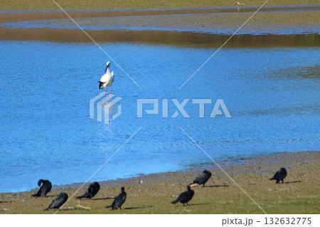 冬の池のコウノトリと水鳥達 冬の池のコウノトリと水鳥達 132632775