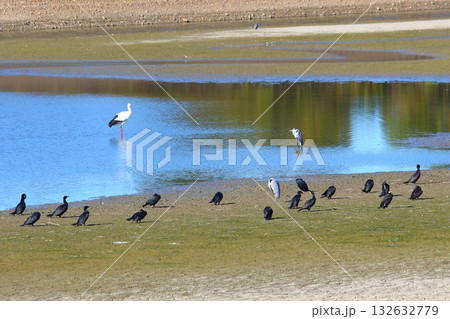 冬の池のコウノトリと水鳥達 冬の池のコウノトリと水鳥達 132632779