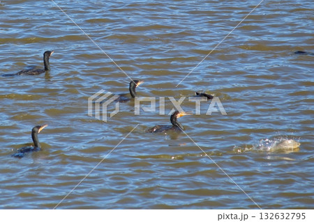 冬の池を泳ぐカワウの群れと逃げる魚 132632795