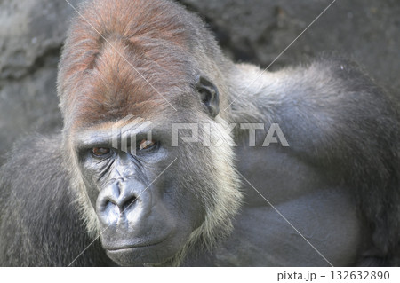 怪訝そうな顔で遠くを見るゴリラ 132632890