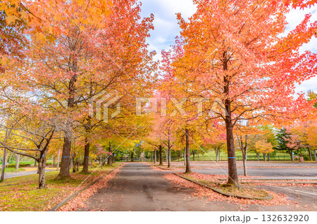 秋 みちのく湖畔公園 紅葉とコキアと古民家 秋 みちのく湖畔公園 紅葉とコキアと古民家 132632920