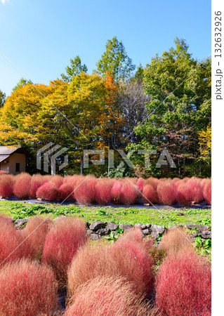 秋 みちのく湖畔公園 紅葉とコキアと古民家 秋 みちのく湖畔公園 紅葉とコキアと古民家 132632926