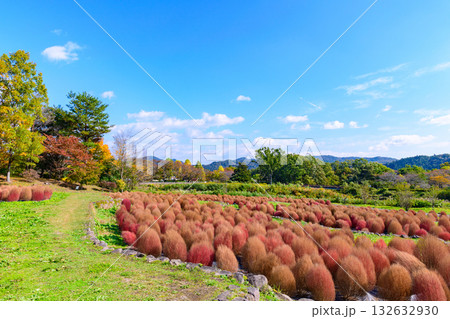 秋 みちのく湖畔公園 紅葉とコキアと古民家 秋 みちのく湖畔公園 紅葉とコキアと古民家 132632930
