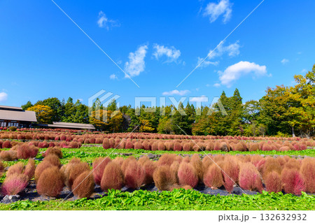 秋　みちのく湖畔公園　紅葉とコキアと古民家 132632932