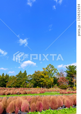 秋 みちのく湖畔公園 紅葉とコキアと古民家 秋 みちのく湖畔公園 紅葉とコキアと古民家 132632934