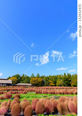秋　みちのく湖畔公園　紅葉とコキアと古民家 132632935