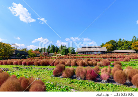 秋　みちのく湖畔公園　紅葉とコキアと古民家 132632936