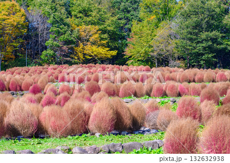 秋　みちのく湖畔公園　紅葉とコキアと古民家 132632938