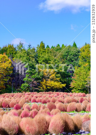 秋 みちのく湖畔公園 紅葉とコキアと古民家 秋 みちのく湖畔公園 紅葉とコキアと古民家 132632939