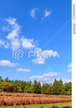 秋 みちのく湖畔公園 紅葉とコキアと古民家 秋 みちのく湖畔公園 紅葉とコキアと古民家 132632941
