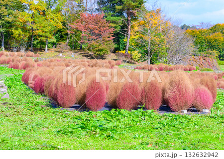 秋　みちのく湖畔公園　紅葉とコキアと古民家 132632942