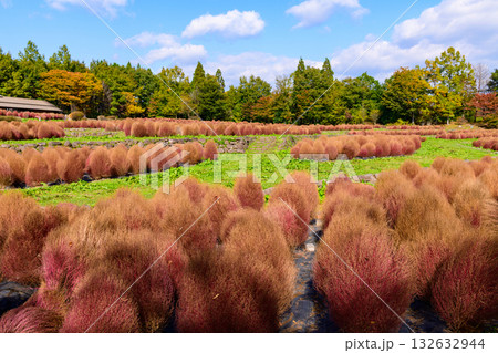 秋　みちのく湖畔公園　紅葉とコキアと古民家 132632944