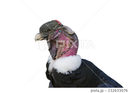 Andean condor isolated on white background 132633076