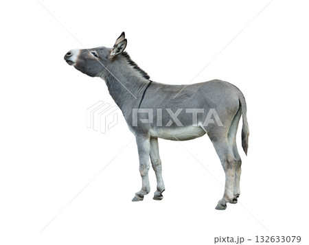 donkey isolated on white background 132633079