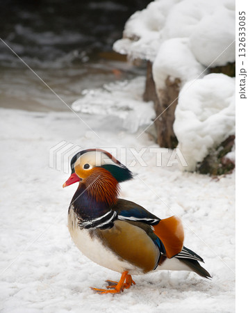 Mandarin duck standing on the snow by the river 132633085