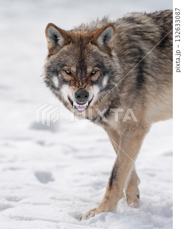 Gray Wolf growling on white snow 132633087