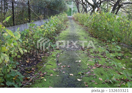 緑のある小道、苔と雑草が生えた道 緑のある小道、苔と雑草が生えた道 132633321