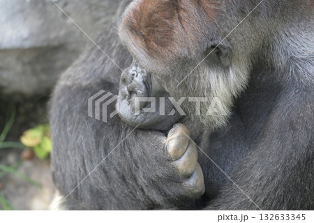 あごに手を回して考えごとをするゴリラ 132633345
