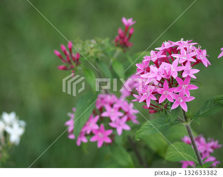 ピンクのペンタスの花 132633382