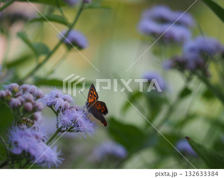 カッコウアザミと蝶 カッコウアザミと蝶 132633384
