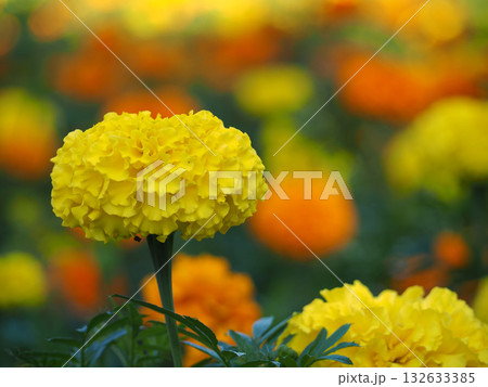 黄色のマリーゴールドの花 132633385