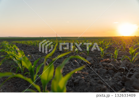 Corn plants reach for the sky as the sun rises over the horizon, signaling the start of a new growing season in the field 132633409