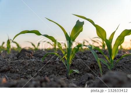 Fresh corn seedlings emerge from dark soil, basking in the morning sun, signaling growth and the start of a promising harvest season 132633412