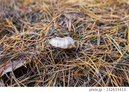 A white mushroom emerges from a bed of brown pine needles in a forest setting filled with fallen foliage 132633413