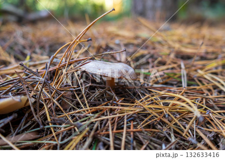 A small mushroom emerges from the forest floor, surrounded by fallen pine needles and soft earth in a peaceful autumn scene A small mushroom emerges from the forest floor, surrounded by fallen pine needles and soft earth in a peaceful autumn scene 132633416