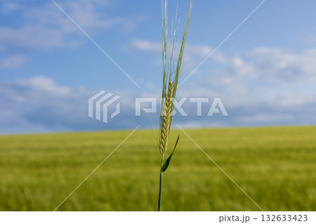 A single green wheat stalk rises toward the clear blue sky, with a lush field surrounding it under soft clouds, showcasing nature's beauty 132633423