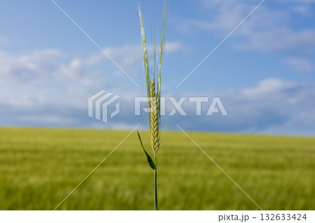 A single wheat stalk rises prominently against a backdrop of lush green fields and a bright blue sky, capturing the beauty of nature 132633424