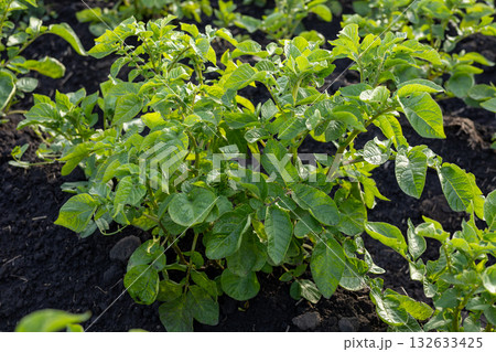 Healthy potato plants grow in dark soil, showcasing lush greenery in a fertile field during the peak season for agriculture Healthy potato plants grow in dark soil, showcasing lush greenery in a fertile field during the peak season for agriculture 132633425
