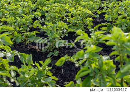 Healthy potato plants flourish in a rich, dark soil field, showcasing robust growth and lush greenery during the summer season Healthy potato plants flourish in a rich, dark soil field, showcasing robust growth and lush greenery during the summer season 132633427