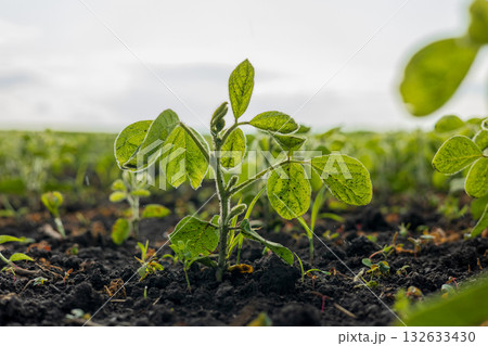 Healthy soybean plants thrive in the rich soil, reaching for the sun in a vibrant farming field during harvest time Healthy soybean plants thrive in the rich soil, reaching for the sun in a vibrant farming field during harvest time 132633430