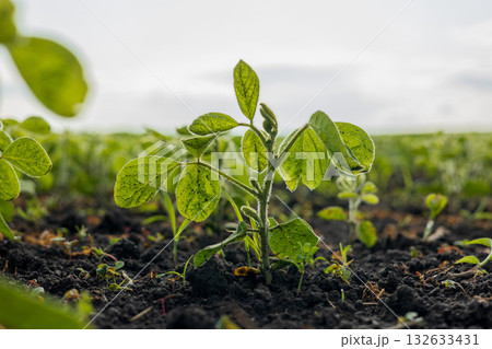 Young soybean plants are emerging in a green field under a bright sky, showcasing the growth of this important crop in nature Young soybean plants are emerging in a green field under a bright sky, showcasing the growth of this important crop in nature 132633431