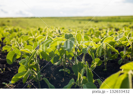 Young soybean plants grow abundantly in a lush field under a bright sky, showcasing the beauty of nature's harvest season Young soybean plants grow abundantly in a lush field under a bright sky, showcasing the beauty of nature's harvest season 132633432
