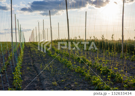 Hop plants are lined up in neat rows, reaching toward the sky as the sun sets, creating a serene rural landscape Hop plants are lined up in neat rows, reaching toward the sky as the sun sets, creating a serene rural landscape 132633434