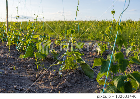 Bean plants are growing under blue skies, supported by strings in a sunny field during early summer evening 132633440