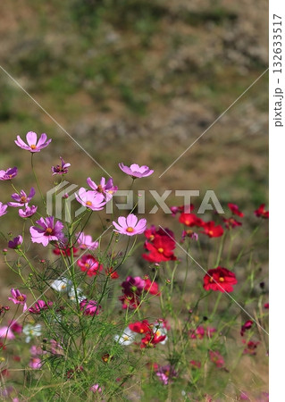 風に揺れるコスモス 132633517