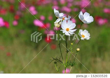 風に揺れるコスモス 132633520