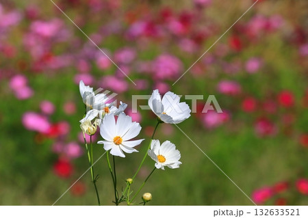 風に揺れるコスモス 風に揺れるコスモス 132633521