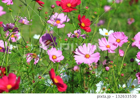 風に揺れるコスモス 132633530