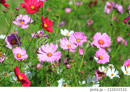 風に揺れるコスモス 風に揺れるコスモス 132633532