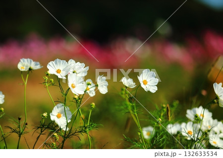 風に揺れるコスモス 132633534